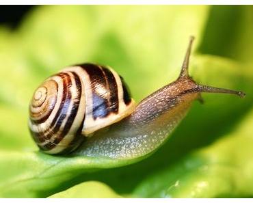 La beauté pour les nuls #13 : la bave d'escargots ferait presque rêver...pour lutter contre les rides !