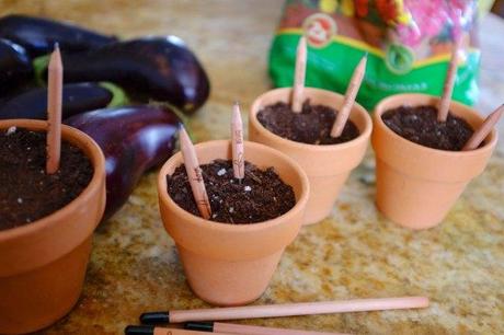 Les crayons Sprout qui se transforment en plantes
