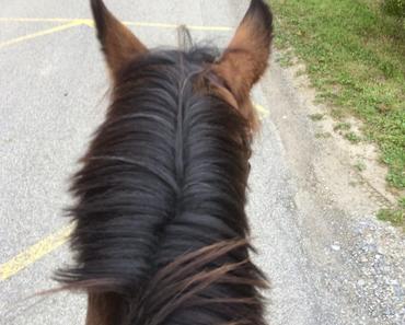 Sport #2: équitation, ma reprise