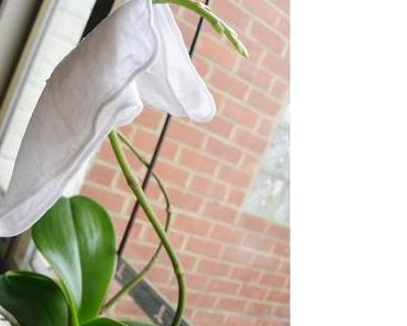 La mousseline de chez Eve Lom !