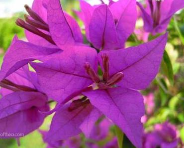 À FLEUR DE PEAU #FLOWERPOWER2015