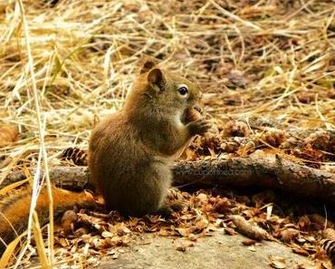 UNE TROYENNE À MONTRÉAL #2 : À LA RENCONTRE DES ÉCUREUILS