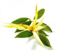 https://astucesecolos.files.wordpress.com/2015/07/fiche_recette_shampooing_cheveux_dc3a9shysratc3a9s_huile_essentielle_ylang_ylang_complc3a8te_lesideesdesamia1.pdf