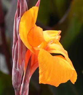 Maquiller sa paupière tombante en couleur - fleur de cana
