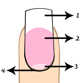 Schéma de l’ongle & Comment appliquer son vernis.