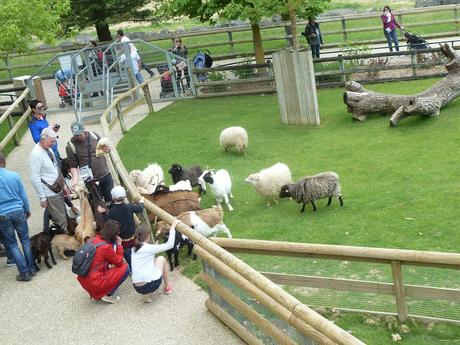 Une journée au Zoo-Parc de Beauval