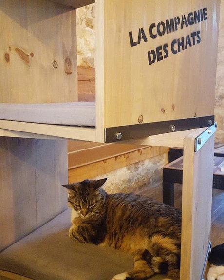 La compagnie des chats sur Avignon