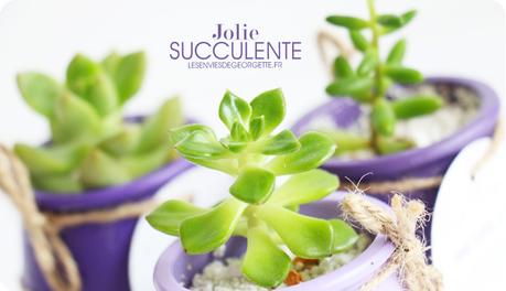 succulentes5
