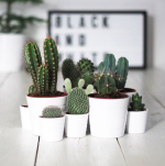Inspirations déco [Pinterest]