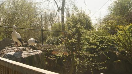 Une journée avec moi #2: Zoo de maubeuge