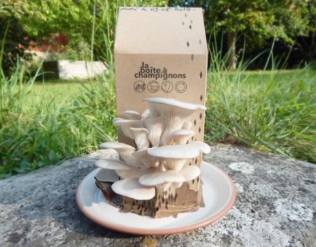 La boîte à champignons - Faire pousser des pleurotes à la maison !