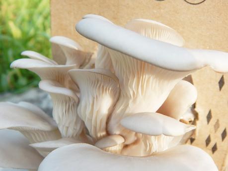 La boîte à champignons - Faire pousser des pleurotes à la maison !