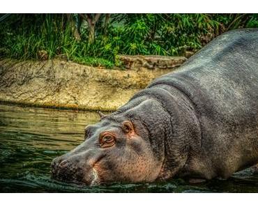Que mangent les hippopotames ?
